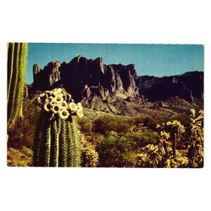 Desert Landscape Postcard Scenic Cactus View Mike Roberts Natural Color Nevada
